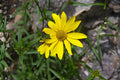 Showy Goldeneye Seeds 100 | Yellow Native Wildflower Seeds Heliomeris multiflora for Wildflower Gardens & Xeriscaping