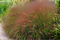 Switchgrass Seeds 100 Pack | Native Warm-Season Grass Panicum virgatum for Prairie Restoration & Erosion Control