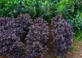 Dark Opal Basil Seeds – Heirloom Organic Non-GMO Herb Seeds for Culinary & Medicinal Gardens