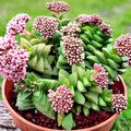 Succulent Plant | Bride’s Bouquet Crassula | Pink Blooming Fleshy Leaf Succulent | Crassula spp.