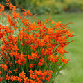 Montbretia Crocosmia Bulbs – Vibrant Orange Red Perennial Flowers for Garden Beds & Borders (15 Bulbs)