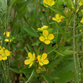 Seedbox Seeds 1000 Ludwigia alternifolia Perennial Wildflower with Yellow Blooms for Wetlands & Moist Gardens