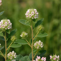Roundhead Bush Clover Seeds – Lespedeza capitata Perennial Wildflower for Prairies & Meadows, Cream White Clusters, Drought Tolerant