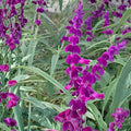 Purple Mexican Sage Cuttings | 7 Unrooted Salvia Leucantha Herb Plants with Purple Blooms