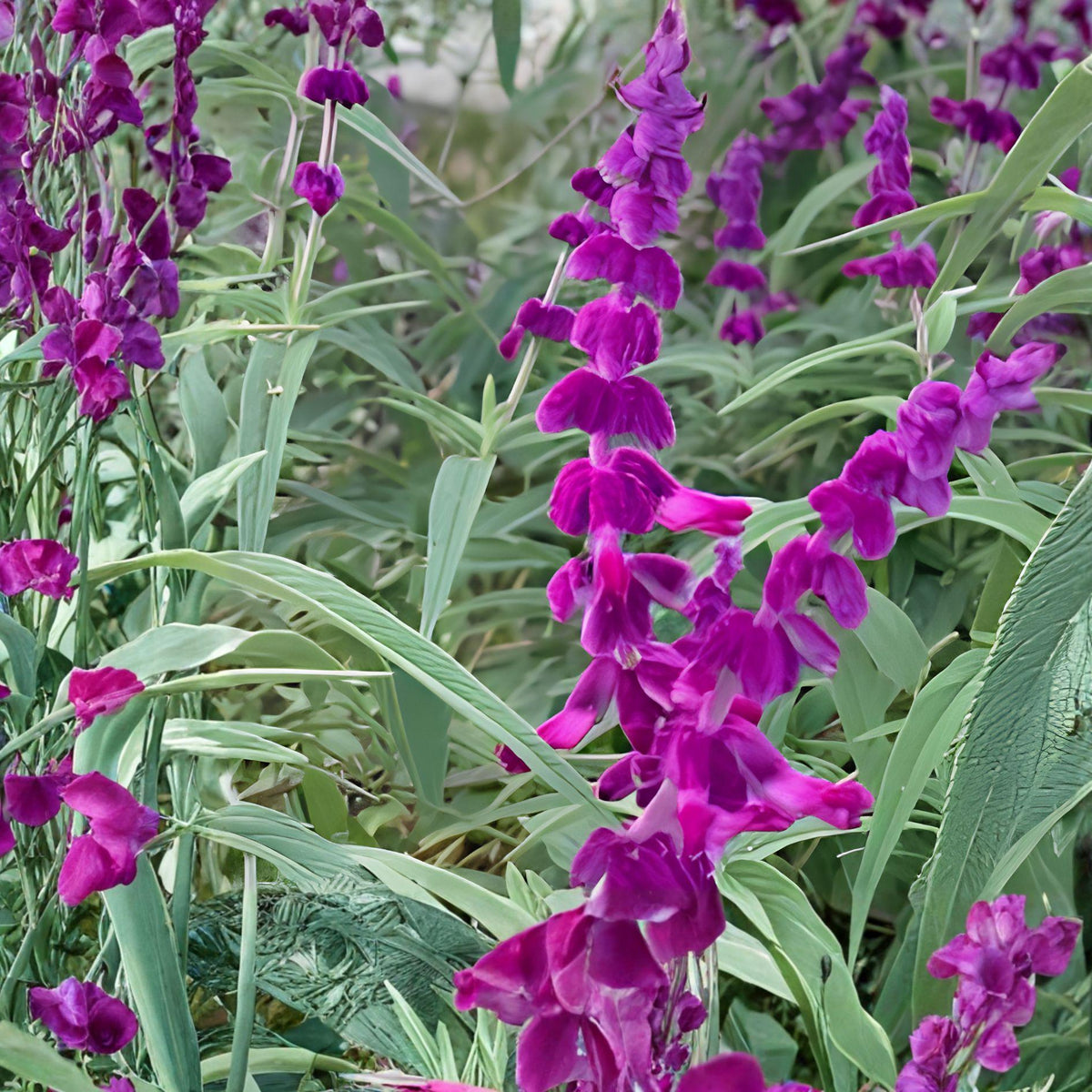 Purple Mexican Sage Cuttings | 7 Unrooted Salvia Leucantha Herb Plants with Purple Blooms
