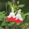 Hot Lips Sage Cuttings | Unrooted Salvia greggii | Red and White Blooms | Herb Plant for Gardens & Containers