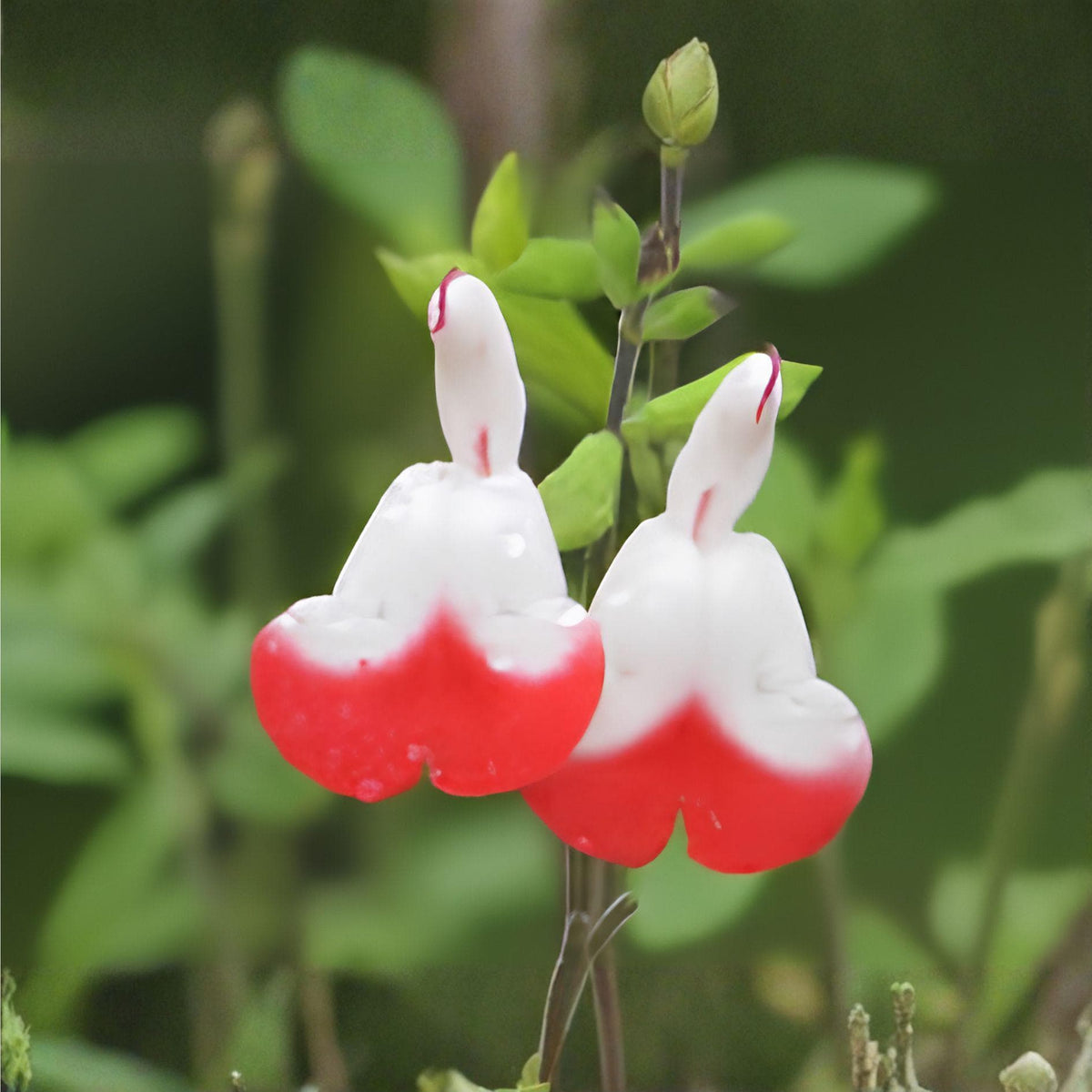 Hot Lips Sage Cuttings | Unrooted Salvia greggii | Red and White Blooms | Herb Plant for Gardens & Containers