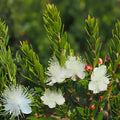 White Myrtle Cuttings | Myrtus communis Evergreen Shrub with Fragrant White Blooms – 7 Unrooted Live Propagation Cuttings