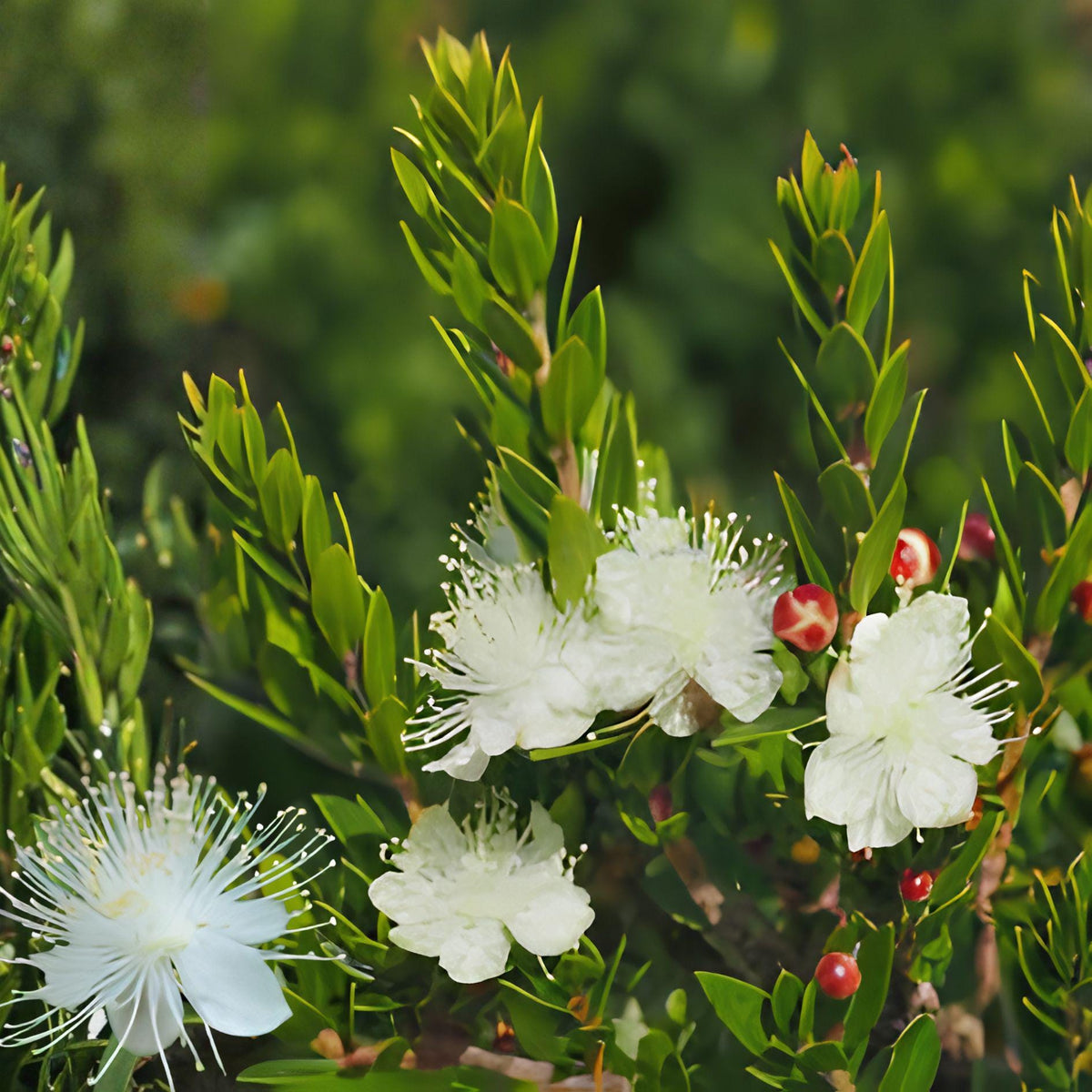 White Myrtle Cuttings | Myrtus communis Evergreen Shrub with Fragrant White Blooms – 7 Unrooted Live Propagation Cuttings