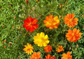 Sulphur Cosmos Bright Lights Flower Seeds – Non-GMO, Orange and Yellow Blooms, Pollinator-Friendly, Hummingbird and Butterfly Attractant