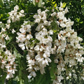 Black Locust Sapling | Bare Root Robinia Pseudoacacia | Hardy Shade Tree for Gardens and Landscaping