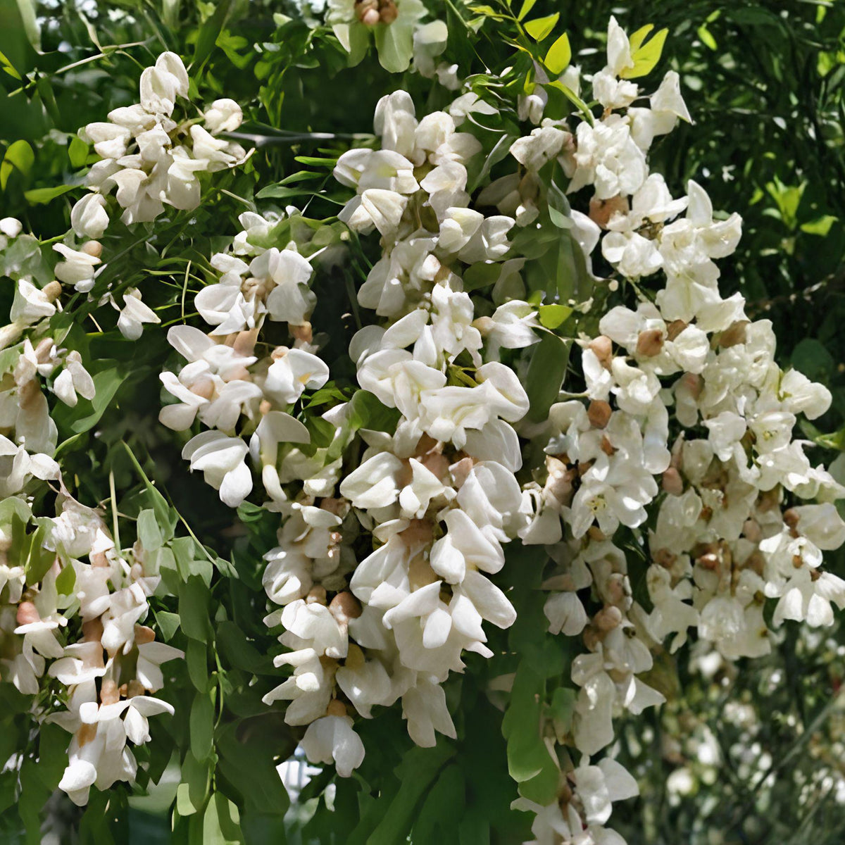 Black Locust Sapling | Bare Root Robinia Pseudoacacia | Hardy Shade Tree for Gardens and Landscaping