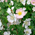 Blush Climbing Rose Plant | Fragrant Pale Pink Blooms | Hardy Garden Vine | Rosa spp.