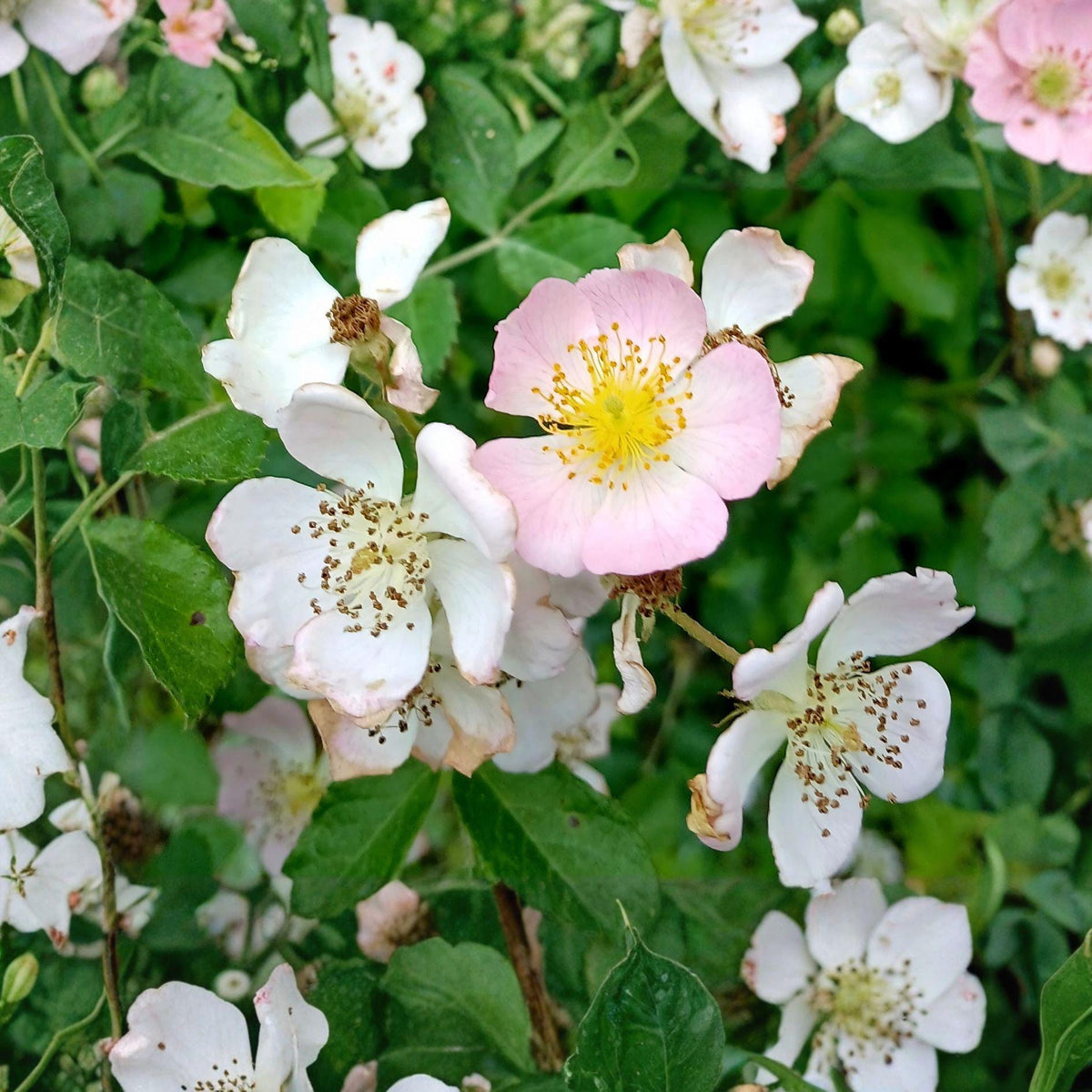 Blush Climbing Rose Plant | Fragrant Pale Pink Blooms | Hardy Garden Vine | Rosa spp.
