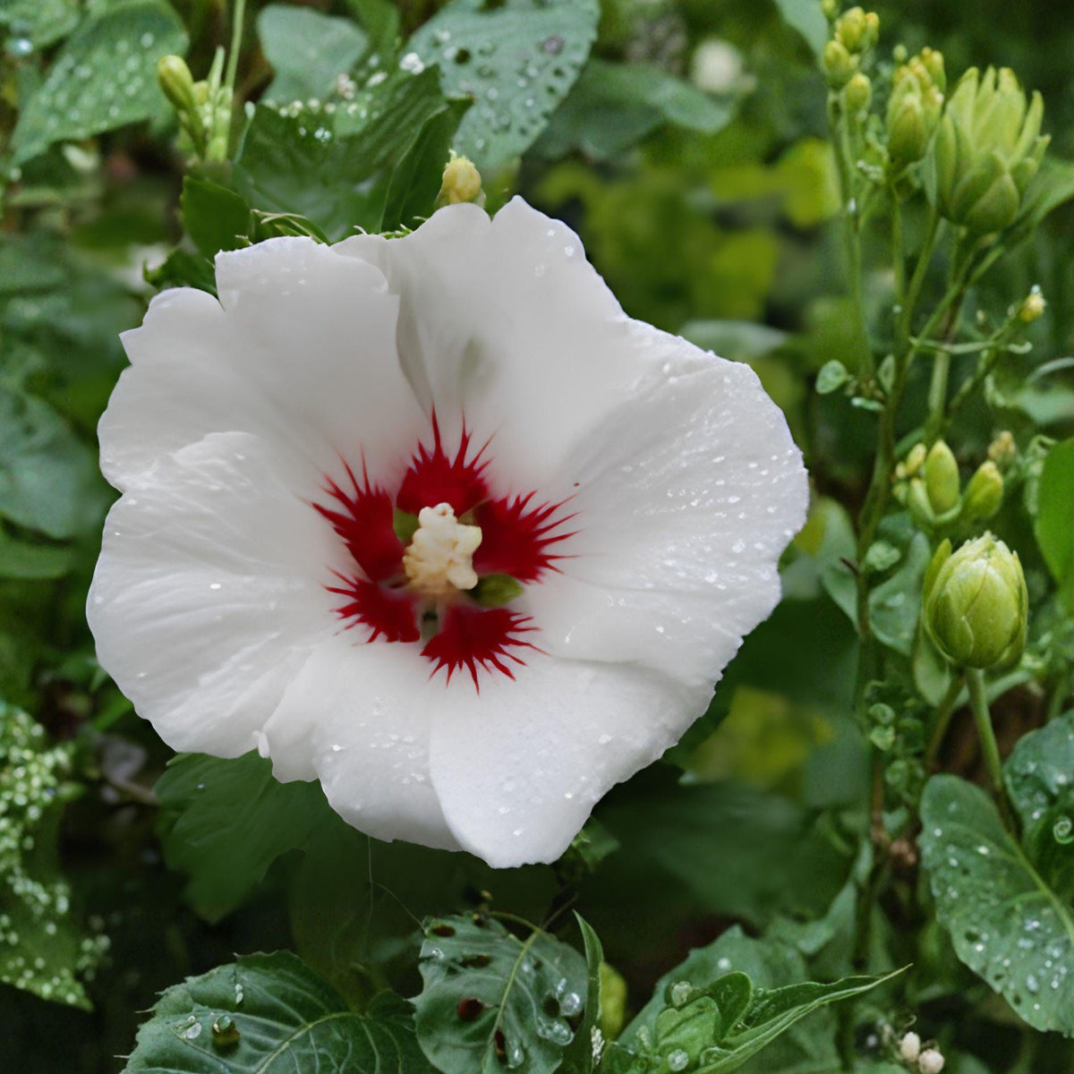 White Hardy Hibiscus Plant | Bare Root Perennial with Large White Blooms | Hibiscus grandiflorus