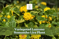 Variegated Lantana Samantha Live Plant Starter Plug Yellow Flowers for Pollinator Garden, Containers & Borders