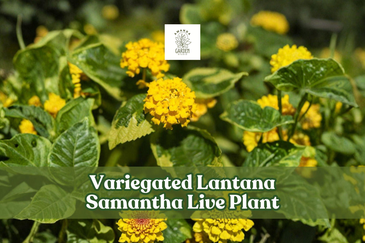 Variegated Lantana Samantha Live Plant Starter Plug Yellow Flowers for Pollinator Garden, Containers & Borders