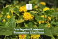Variegated Lantana Samantha Starter Plant | Yellow Flowers | Lantana | Pollinator Friendly | Container Plant
