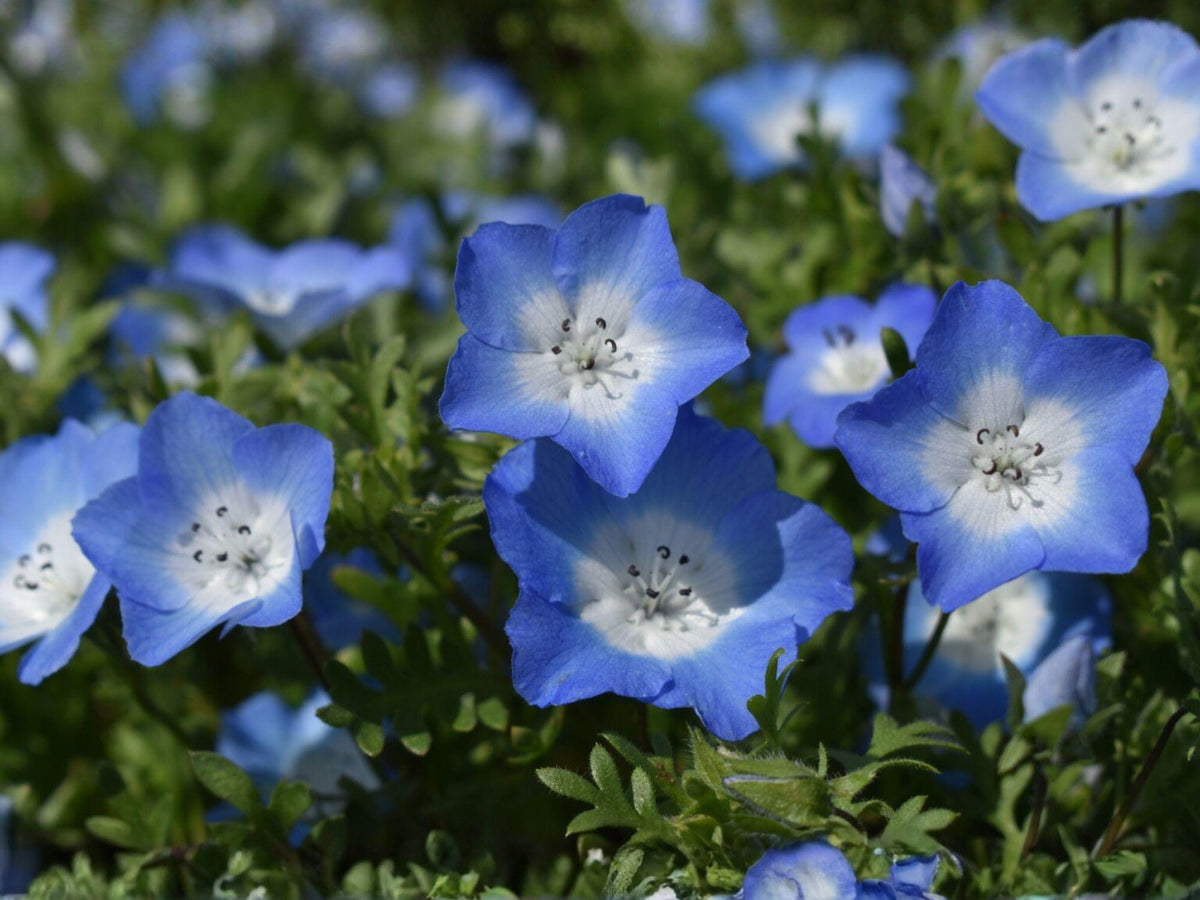 100 Seeds Baby Blue Eyes Nemophila menziesii Wildflower Spring Blooms Cottage Garden