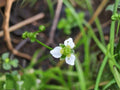 100 Seeds Alisma triviale Large-flowered Water Plantain Native Aquatic Wildflower Pond Rain Garden