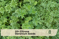 25+ Citrosa Geranium Seeds - Fragrant Ornamental Pelargonium citrosum for Containers, Borders, Patio & Balcony Gardens