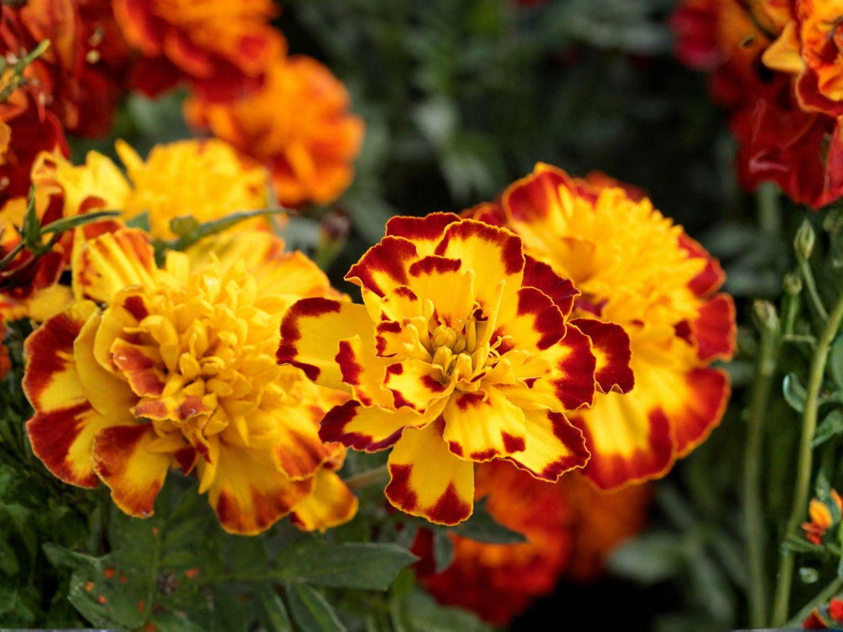 100 Seeds French Marigold Sparky Mixture Tagetes patula Dwarf Annual Flower for Borders Containers