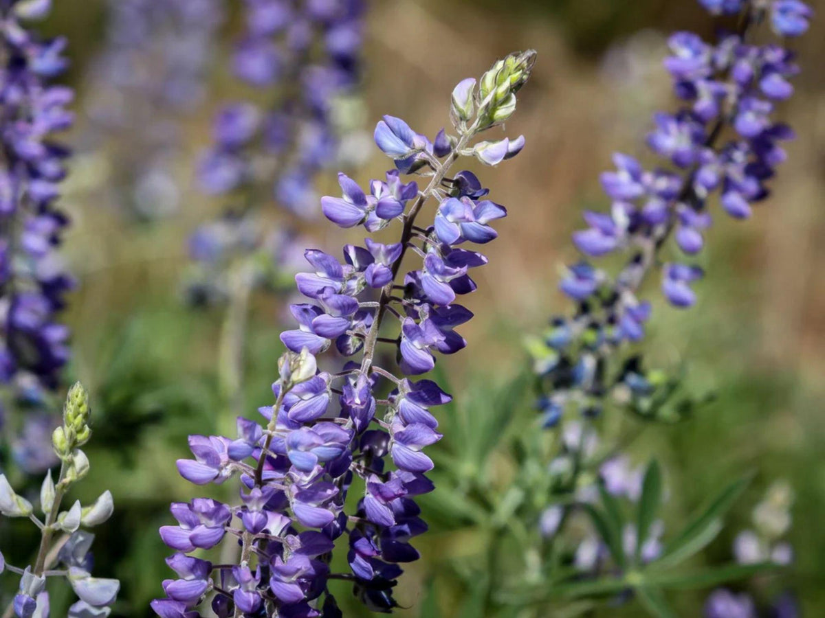 20 Seeds Large Leaf Lupine Lupinus polyphyllus Lindl Native Cottage Garden Wildflower