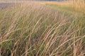 Sand Dropseed Seeds (Sporobolus cryptandrus) – Native Prairie Grass for Erosion Control & Xeriscaping, Drought Tolerant, Low-Maintenance