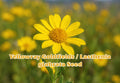 Yellowray Goldfields Wildflower Seeds, Native Lasthenia glabrata, Bright Yellow Daisy, Pollinator-Friendly Annual Flower Seeds
