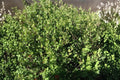Skunkbush Sumac Seeds | Rhus trilobata Native Drought-Tolerant Shrub for Xeriscaping & Wildlife