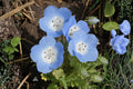 Baby Blue Eyes Seeds (Nemophila menziesii) – Wildflower, Blue Flower Seeds for Borders, Containers & Gardens