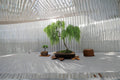 1 Thick Trunk Cutting Weeping Willow Salix babylonica Bonsai Live Plant