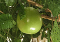 Calabash Jícaro Live Tree 8–12 Inches Tall, Crescentia cujete, Tropical Evergreen Tree for Garden & Landscape