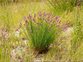 Purple Prairie Clover Seeds | Dalea purpurea Perennial Flowering Plant | Native Prairie Garden Seeds