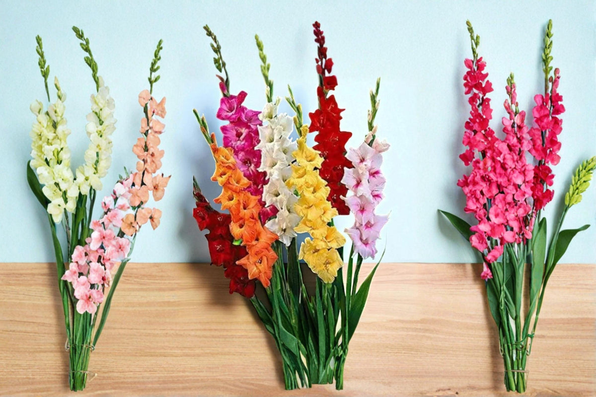 1 Gladiolus Bulb Mixed Color Flowering Garden Plant