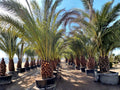 Canary Date Palm Tree Seeds | Phoenix canariensis | Tropical Palm for Outdoor & Container Growing