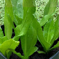 Vietnamese Culantro Seeds, Eryngium foetidum, Herb Seeds for Culinary Use, 100 Seeds