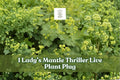 Lady’s Mantle Thriller Live Plant Plug, Alchemilla Mollis Perennial, Green Scalloped Foliage for Garden Borders, Ornamental Plant