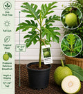 Breadfruit Live Fruit Tree – 12–24 Inches Tall – Artocarpus camansi – Tropical Edible Landscape Plant