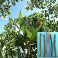4 Bay Laurel Cuttings Laurus nobilis Aromatic Evergreen Herb