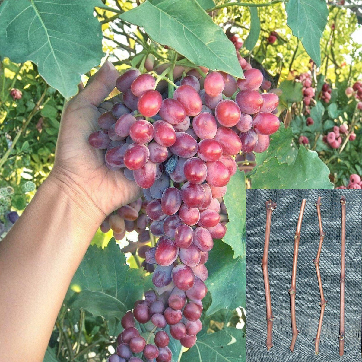 4 Cuttings Crimson Grape Vitis vinifera Live Plant Vine