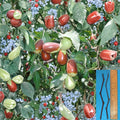 2 Lang Jujube Plant Cuttings Ziziphus jujuba Easy to Grow Sweet Fruit Tree