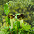 Jack-in-the-Pulpit Seeds – Arisaema triphyllum Native Woodland Perennial for Shade Gardens, 5 Seeds
