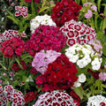Sweet William Seeds 100 Pack Dianthus barbatus Flower Seeds for Garden, Borders, Containers, Pollinator Gardens