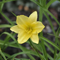 Big Time Happy Daylily Plant – Hemerocallis 'Big Time Happy' – Bright Yellow Trumpet Flowers, Perennial Flowering Plant, Clumping Growth