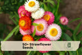 50+ Strawflower Seeds for Dried Flowers & Garden Beds | Xerochrysum bracteatum Annual Plant