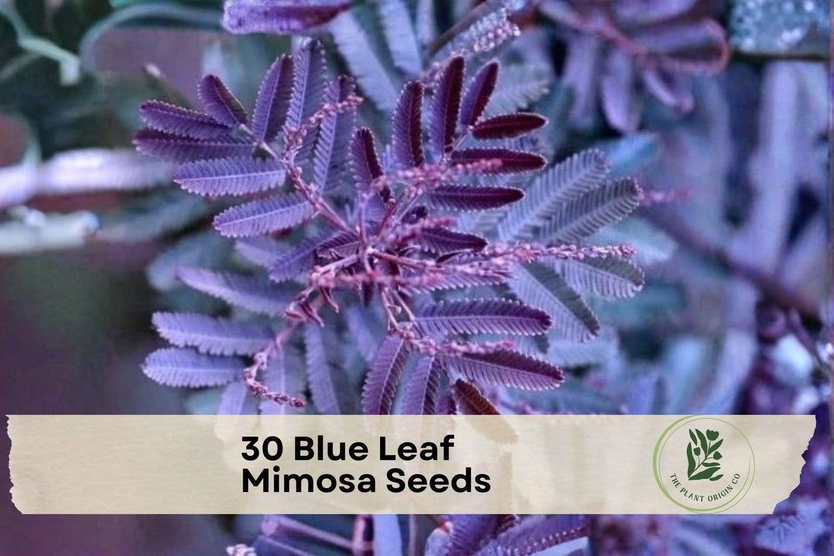 Blue Leaf Mimosa Seeds - Acacia baileyana ‘Purpurea’ Evergreen Ornamental Tree, Silvery Blue Foliage, Purple Tones, Fast-Growing