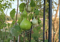 Purple Martin Birdhouse Gourd Seeds - Heirloom Large Hard-Shell Ornamental Climbing Vines for Crafting and Wildlife Gardens