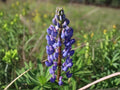 25 Seeds Blue Lupine Lupinus perennis Native Perennial Wildflower