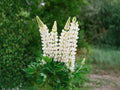 20 Seeds Russell White Lupine Lupinus polyphyllus White Perennial Wildflower Cottage Pollinator Garden
